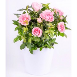 Pink Rose plant