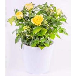 Yellow Rose plant