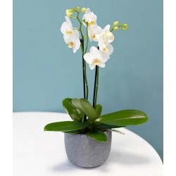 White Orchid