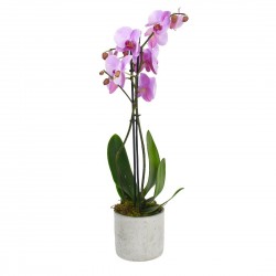 Double Stemmed Soft Pink...