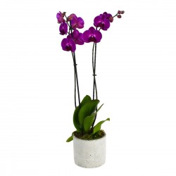 Double Stemmed Hot Pink...