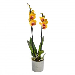 Double Stemmed Fiery Orange...