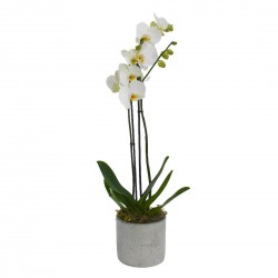 Double Stemmed White Orchid...