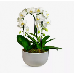 White Phalaenopsis in...