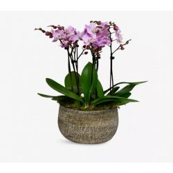 Pink Phalaenopsis in Potted...