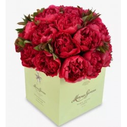 Hot Pink Double peonies...