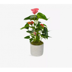 Red Anthurium Plant in...