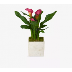 Calla Lily in Concrete Pot...
