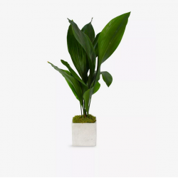 Aspidistr Plant in Concrete...