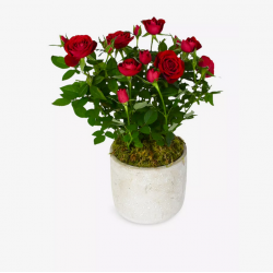 Red Rose Plant in Concrete...