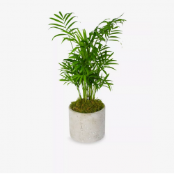 Parlour Palm Plant in...