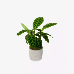 Calathea Zebra Plant in...
