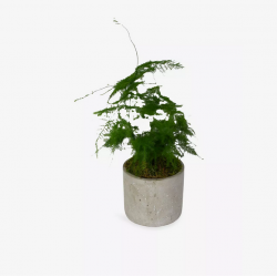 Asparagus Fern Plant in...